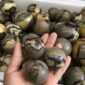 Natural-septarian-sphere-septarium-Natural-Dragon-Stone-Septarium-Fossil-Crystal-Sphere-Ball-Healing-Free-shipping-1pc