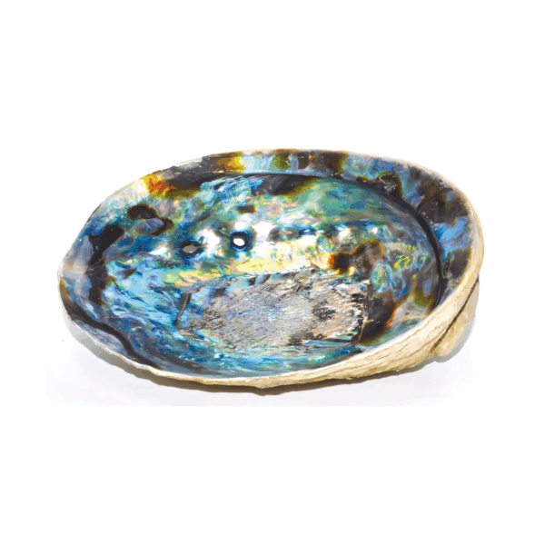 5"- 6" Abalone Shell incense burner 5"- 6" Abalone Shell incense burner