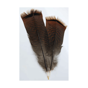 Bronze Pre-tail Turkey feather