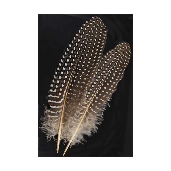 Guinea Hen Wing feather