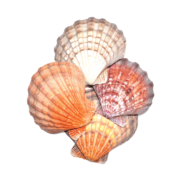 Lion Paw Shell incense burner