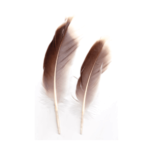 Natural Gray Goose feather