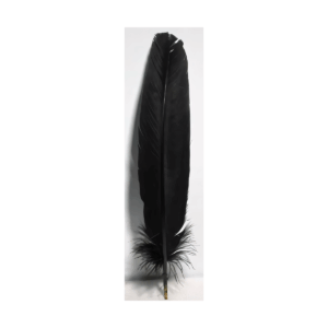 (set of 10) Black feather 12"