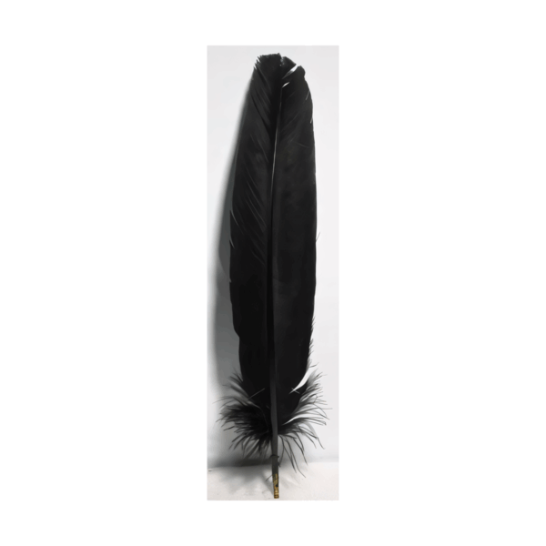 (set of 10) Black feather 12"