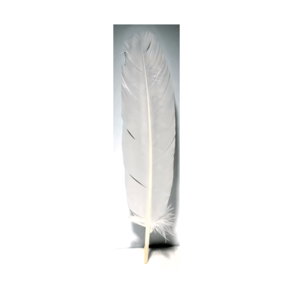 (set of 10) White feather 12"
