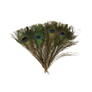 (set of 100) Peacock feather