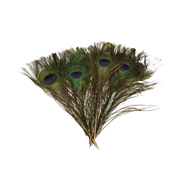 (set of 100) Peacock feather